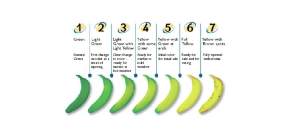 5 Challenges transporting bananas and how to fix them? - Recoupex