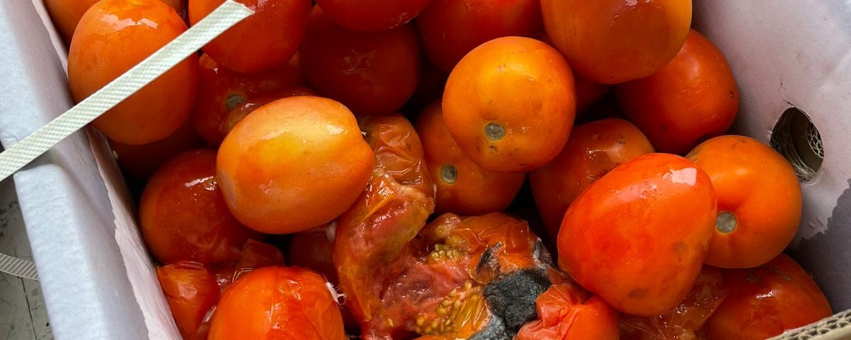 spoiled tomato cargo, spoiled fresh produce cargo