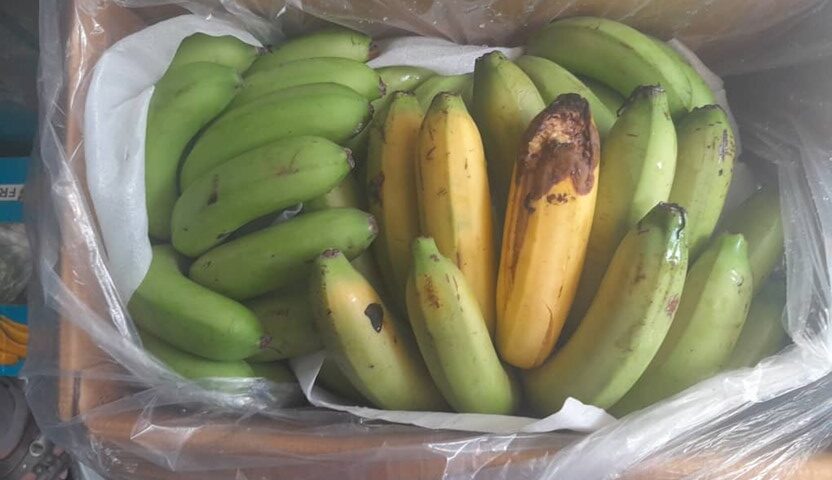 damaged banana cargo for cargo claims recovery