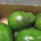damaged avocado, damaged cargo claim,