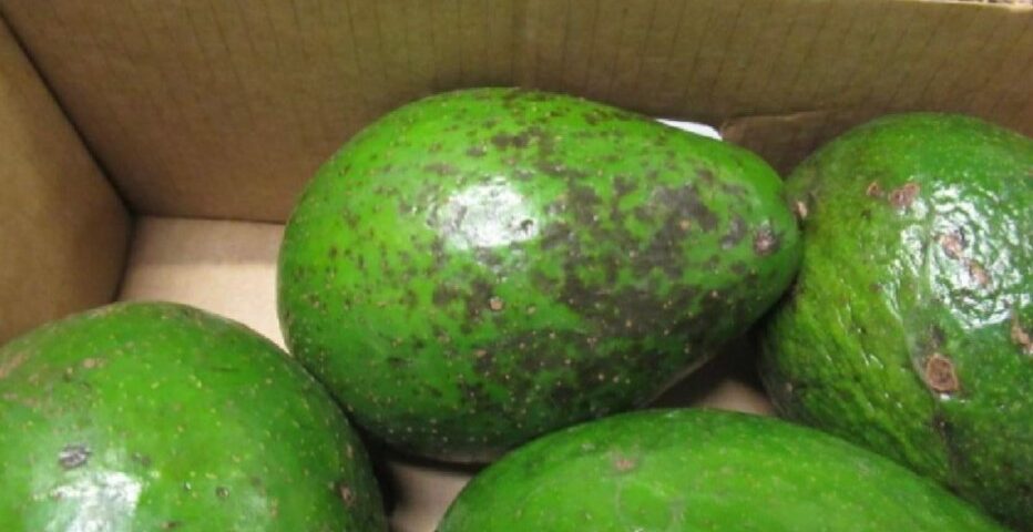damaged avocado, damaged cargo claim,