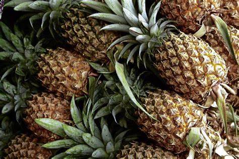 pineapple export