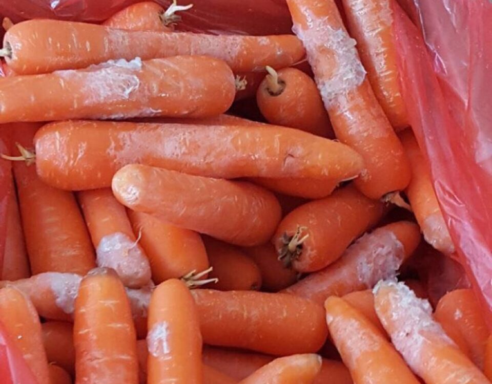 carrots chilling injury