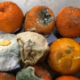 mandarin orange, fresh produce cargo, cargo damage, cargo claim, notice of damage. notice of loss, notice of damage or loss, cargo claims recovery