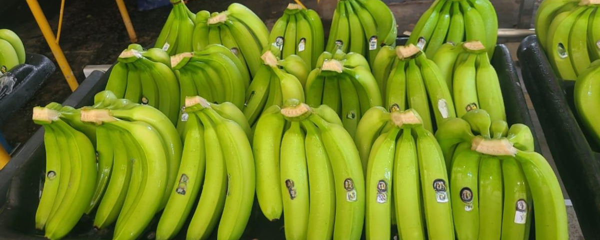 banana export, preshipment evidence, banana cargo, banana cargo claims, cargo claims recovery