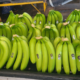 banana export, preshipment evidence, banana cargo, banana cargo claims, cargo claims recovery