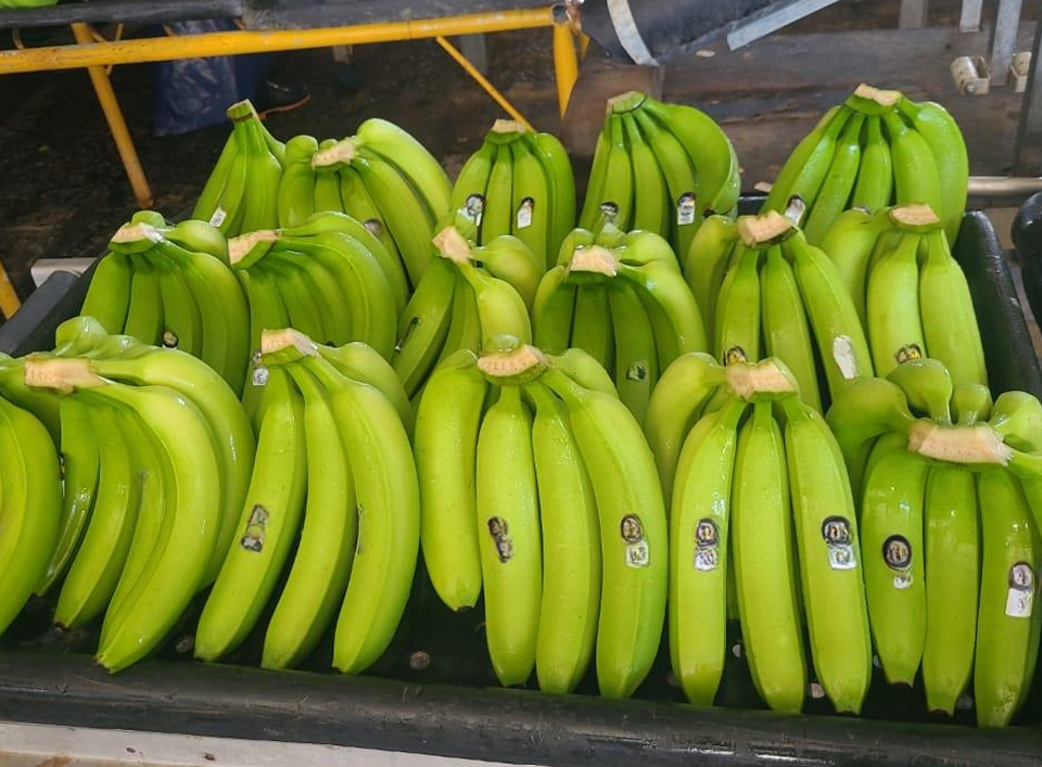 banana export, preshipment evidence, banana cargo, banana cargo claims, cargo claims recovery