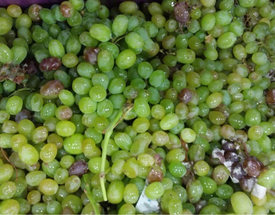 damaged grapes, grapes cargo claims, win cargo claims, cargo claims success, cargo claim success, spoiled cargo, spoiled grapes cargo, damaged grapes cargo, grapes cargo claims success,