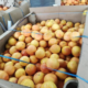 cargo damage, cargo claims, marine cargo claims, gri, general rate increase, grapefruit, damaged grapefruit, spoiled grapefruit, fresh produce