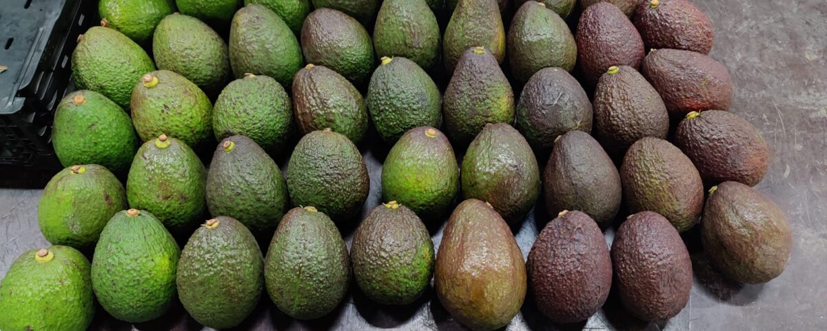 avocado cargo, avocado, avocado cargo damage, damaged avocado cargo, marine cargo claims, fresh produce cargo, fresh produce cargo claims, cargo claims recovery, spoiled avocado,