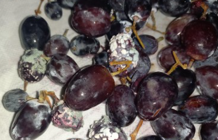 damaged grapes cargo