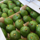 avocado export