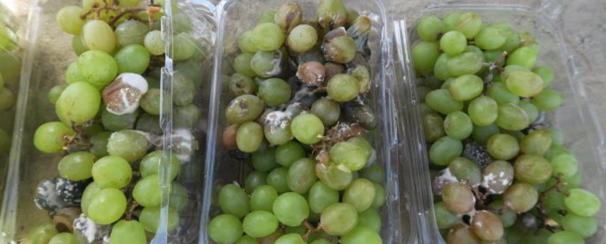 damaged grapes cargo