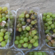 damaged grapes cargo