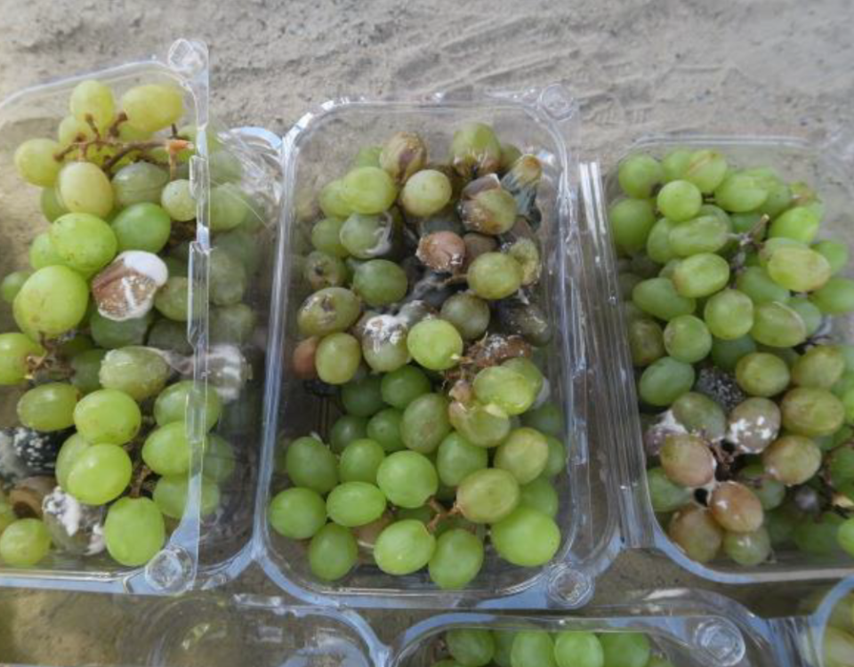 damaged grapes cargo